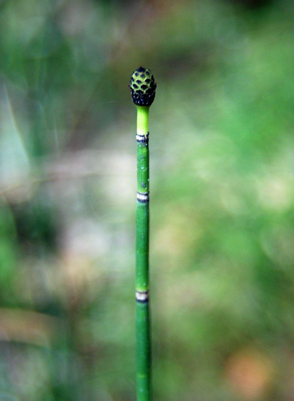 Image of Equisetum hyemale specimen.