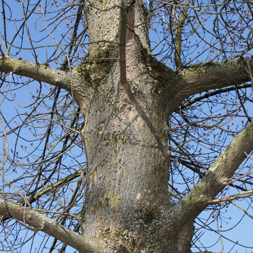 Image of Acer negundo specimen.