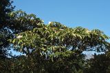 Rhododendron calophytum