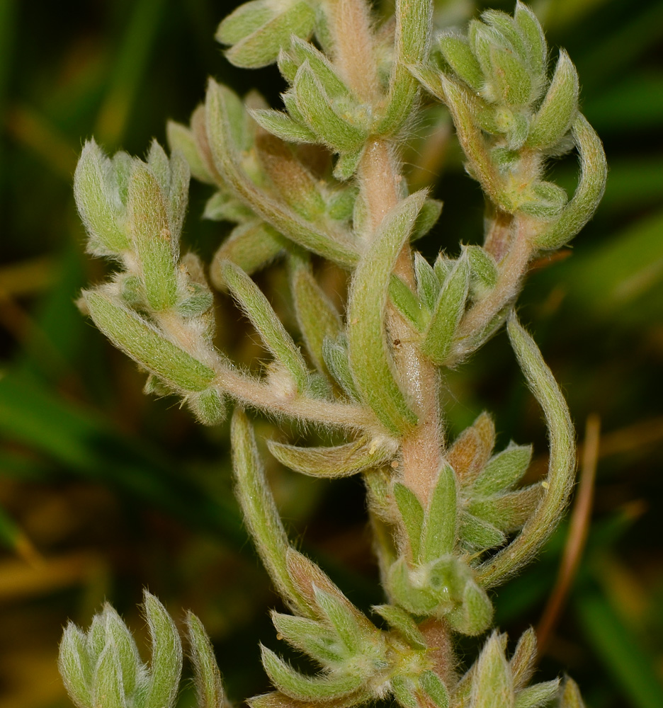 Image of Bassia muricata specimen.