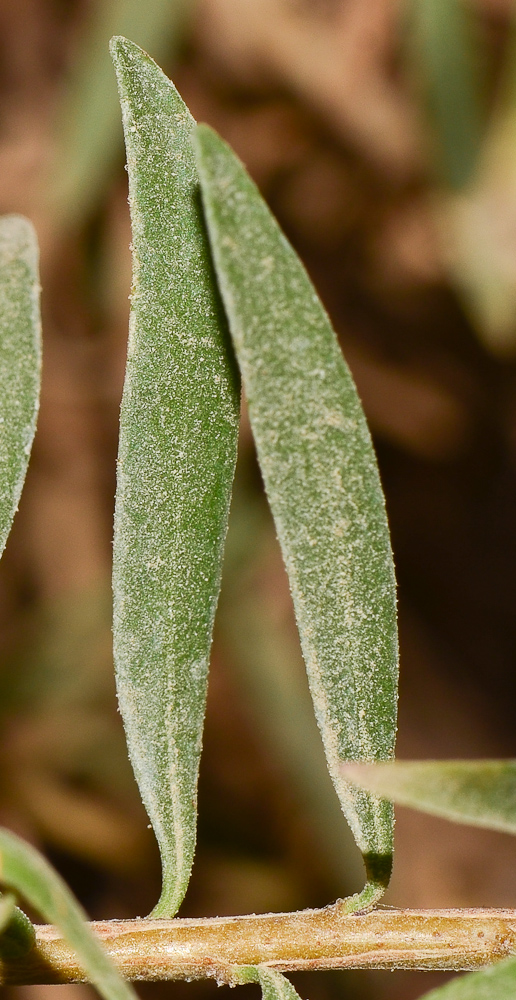 Image of Eremophila maculata specimen.