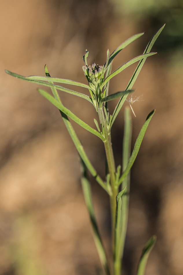 Изображение особи Erysimum canescens.