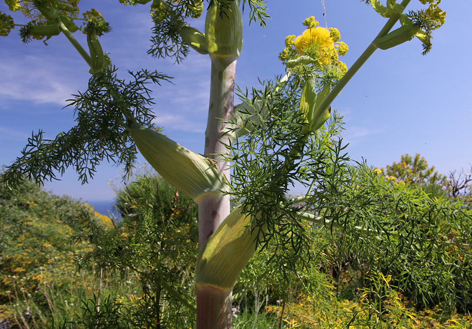 Изображение особи Ferula communis.