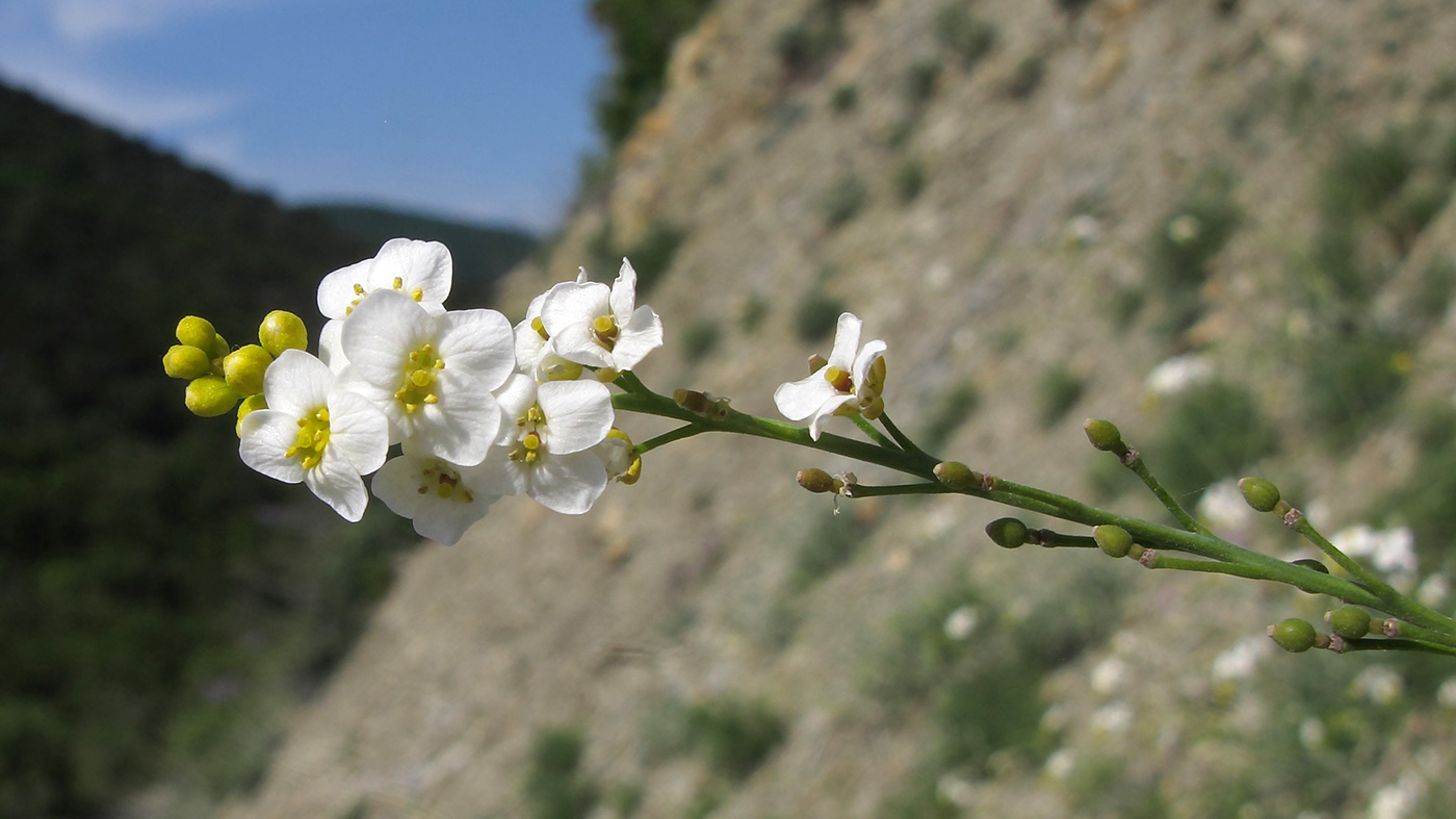 Изображение особи Crambe koktebelica.