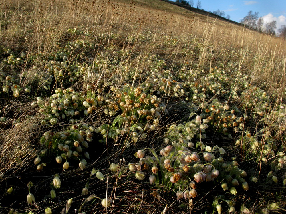 Image of Pulsatilla orientali-sibirica specimen.