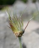 Pulsatilla violacea