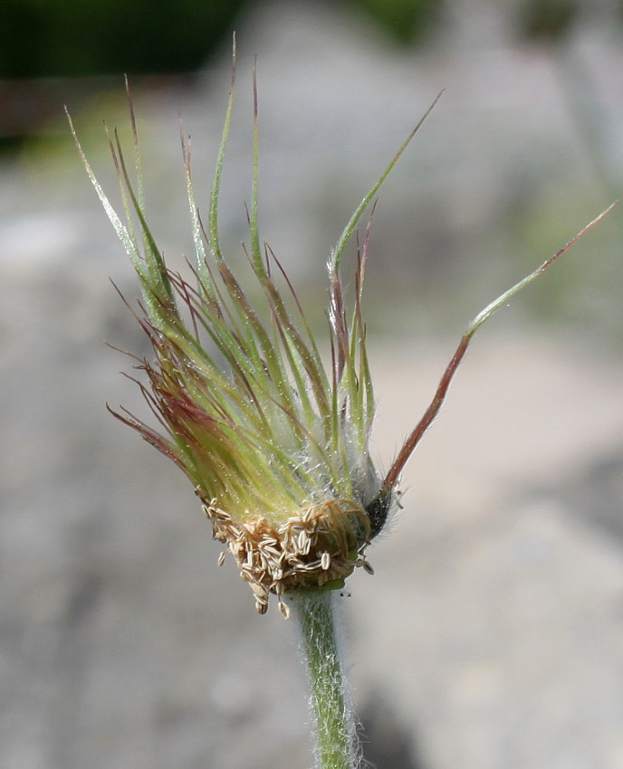 Image of Pulsatilla violacea specimen.