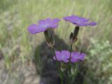 Dianthus platyodon