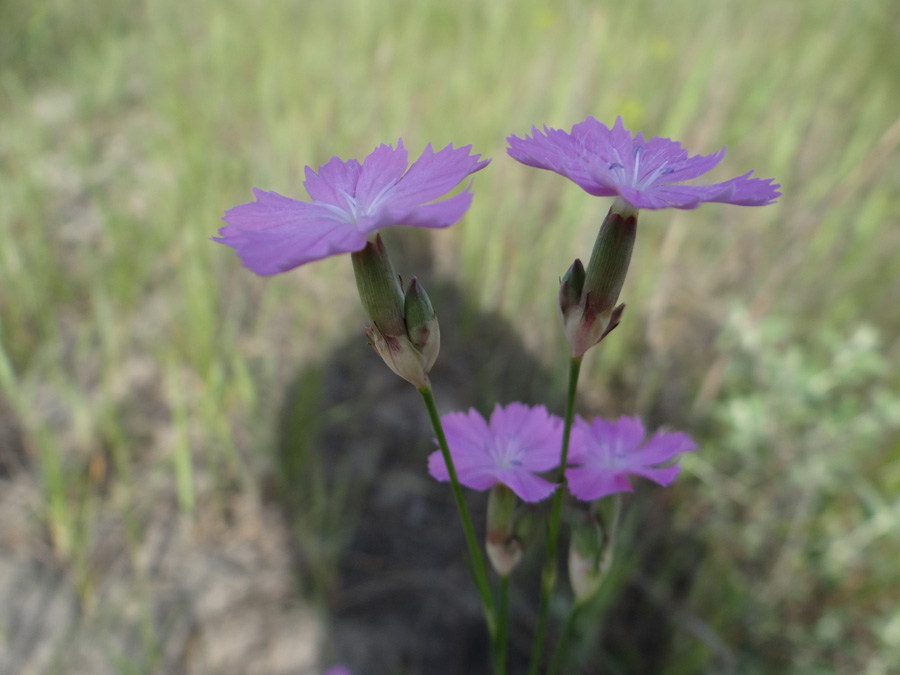 Изображение особи Dianthus platyodon.