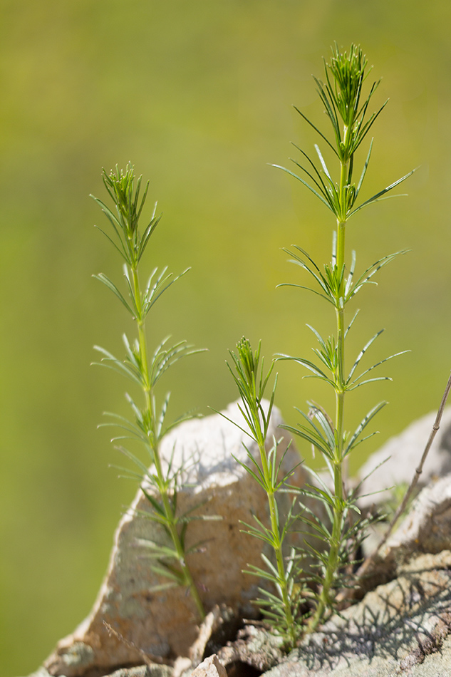 Image of familia Rubiaceae specimen.