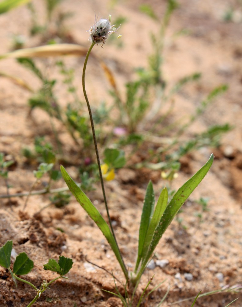 Изображение особи Plantago lagopus.