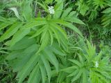 Sambucus ebulus