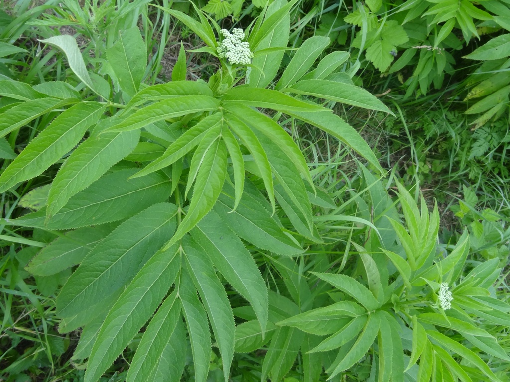 Image of Sambucus ebulus specimen.