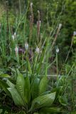 Plantago media