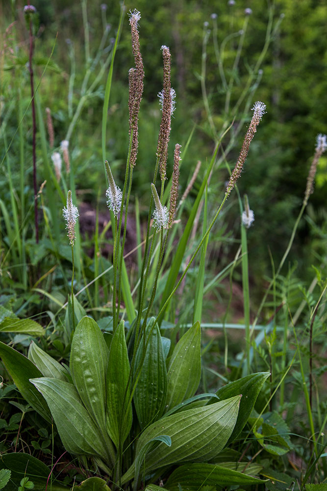 Image of Plantago media specimen.