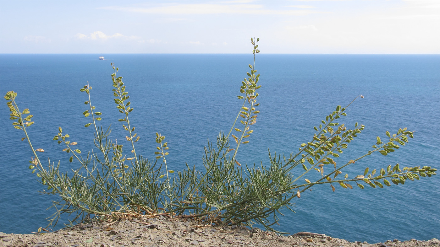 Изображение особи Reseda lutea.