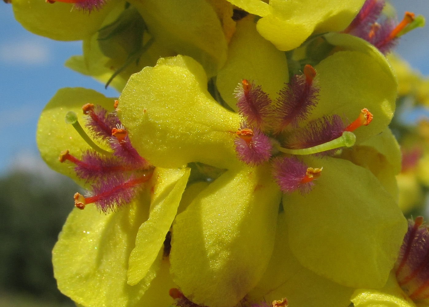 Image of Verbascum marschallianum specimen.