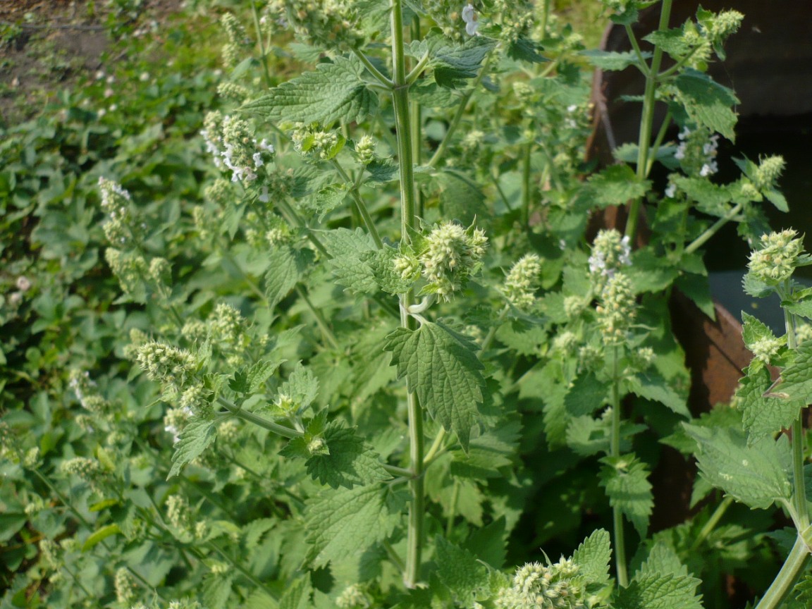 Image of Nepeta cataria specimen.