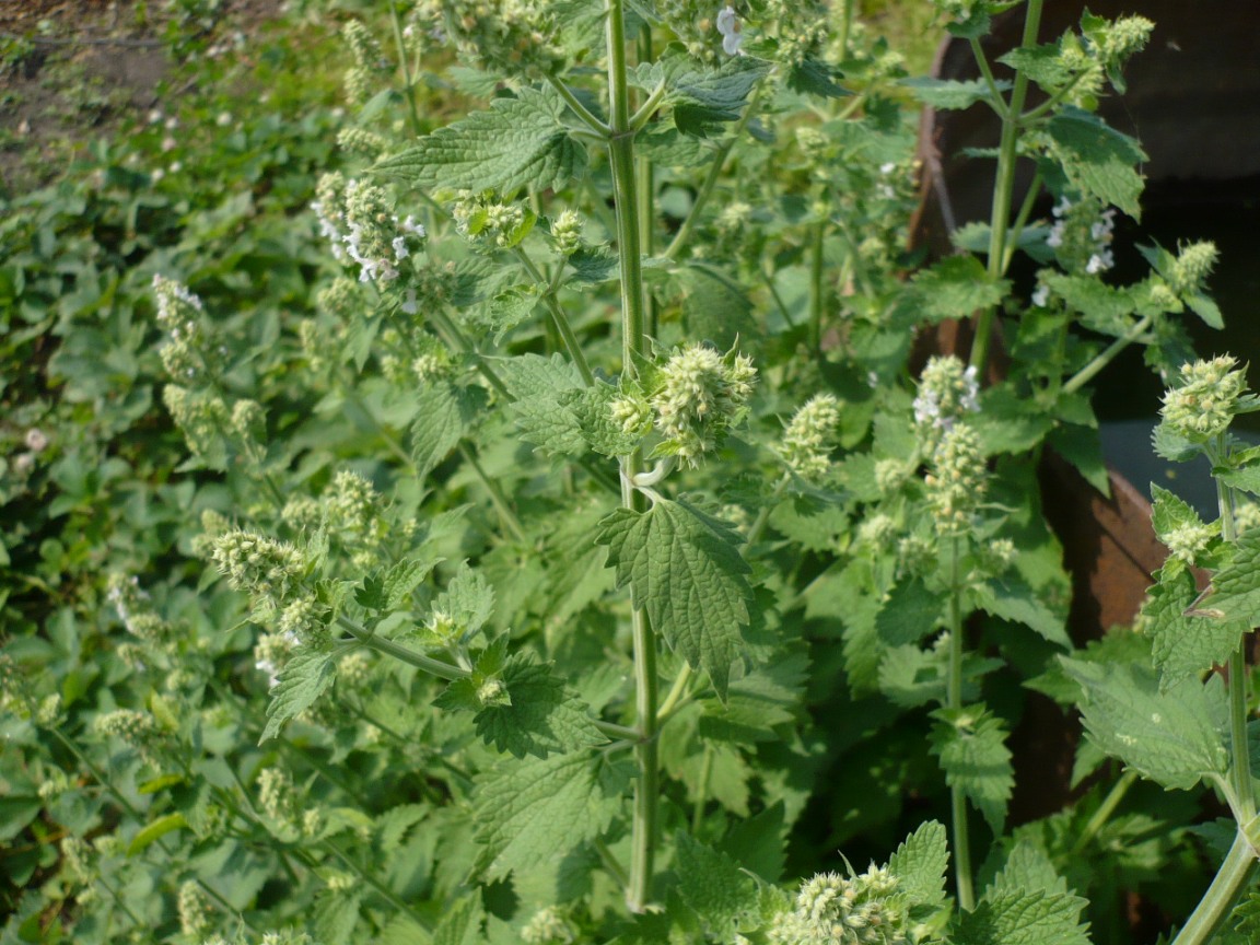 Изображение особи Nepeta cataria.