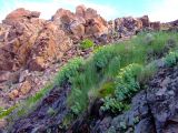 Rhodiola rosea. Заросли на скальном обнажении. Кольский п-ов, Восточный Мурман, берег губы Ярнышная. 17.07.2008.
