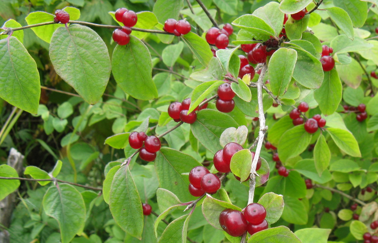 Изображение особи Lonicera xylosteum.