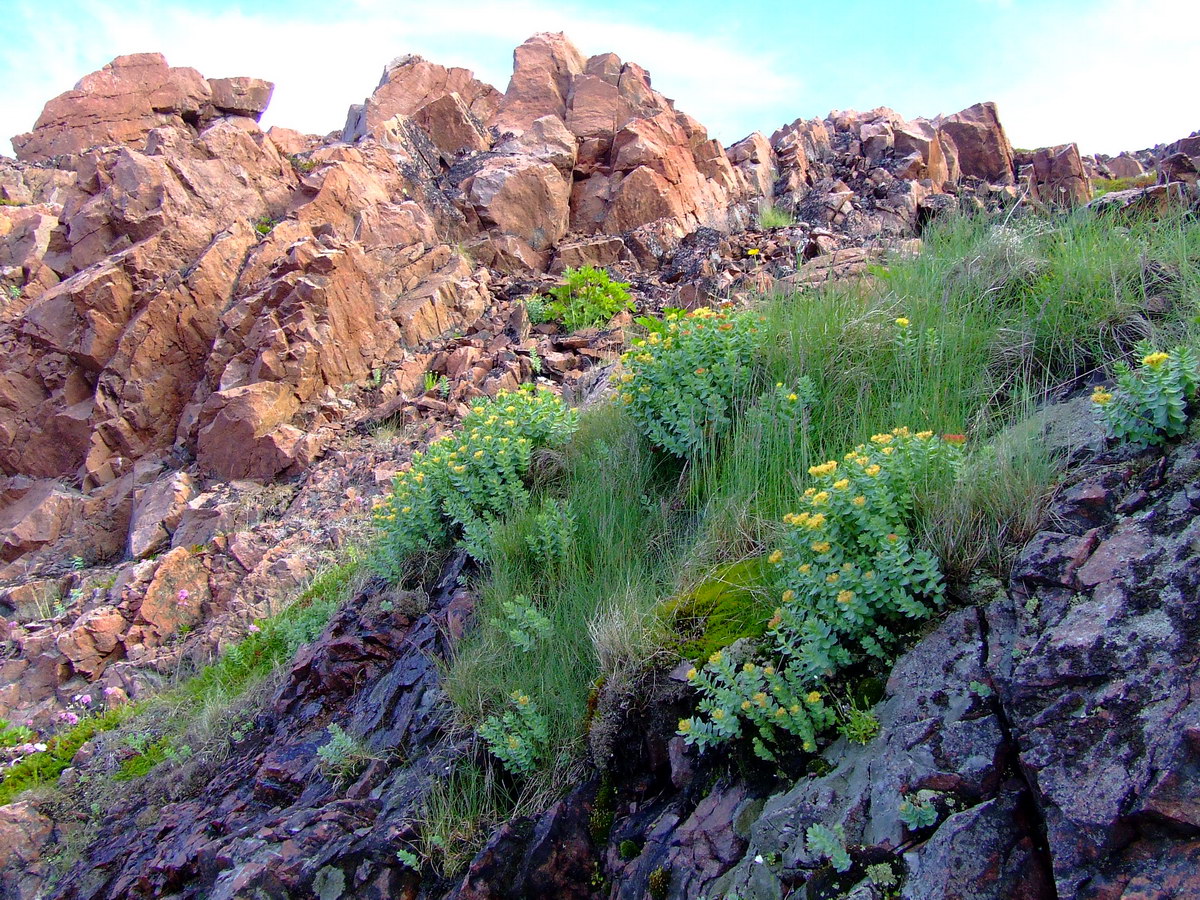 Изображение особи Rhodiola rosea.