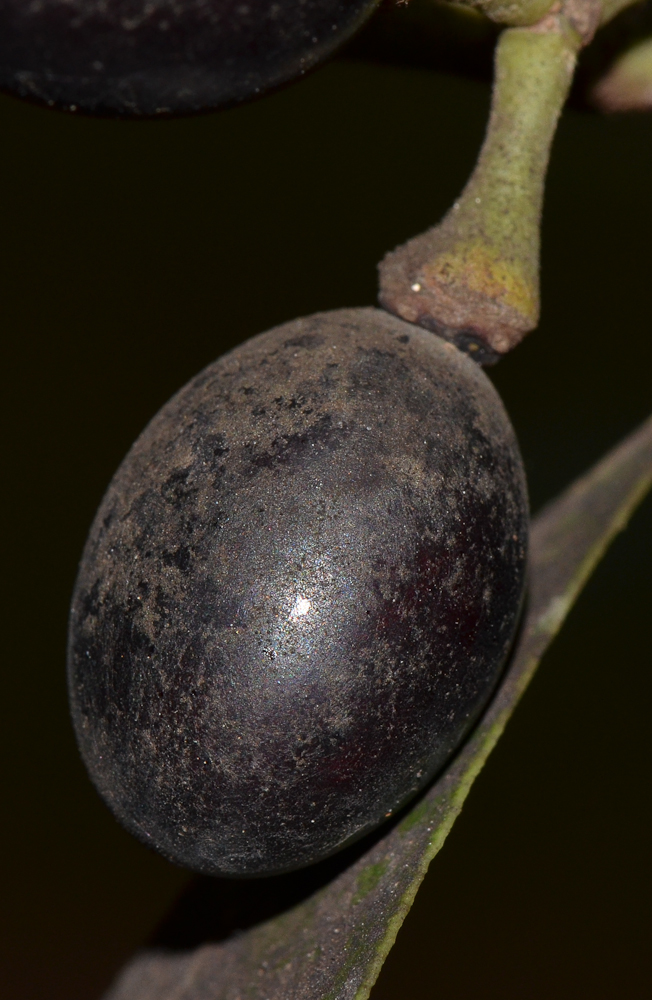 Image of Laurus nobilis specimen.