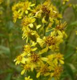 Solidago virgaurea