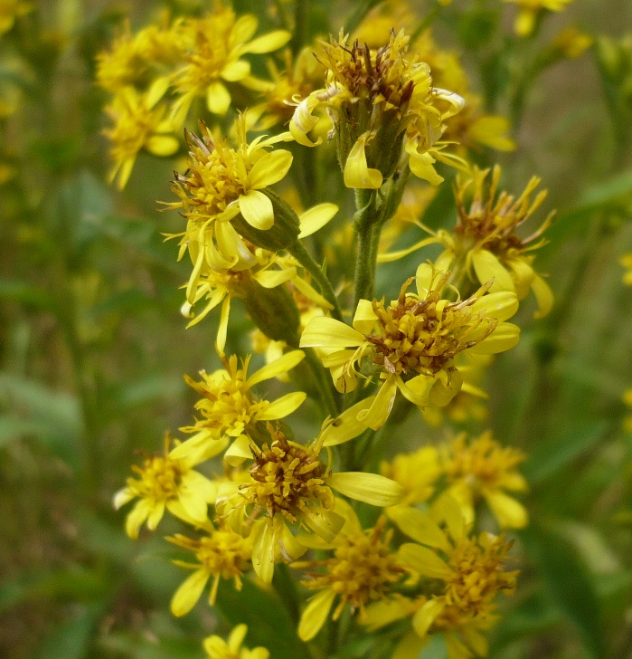 Image of Solidago virgaurea specimen.