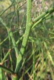 Limonium scoparium. Часть стебля. Крым, Карадагский заповедник, Биостанция, степной участок. 5 августа 2014 г.