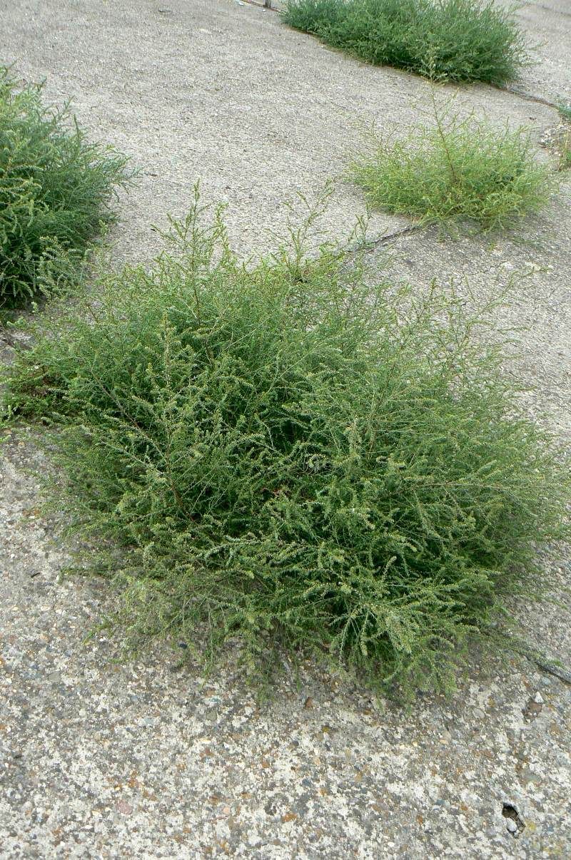 Изображение особи Salsola tragus.