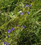 Gentianopsis barbata