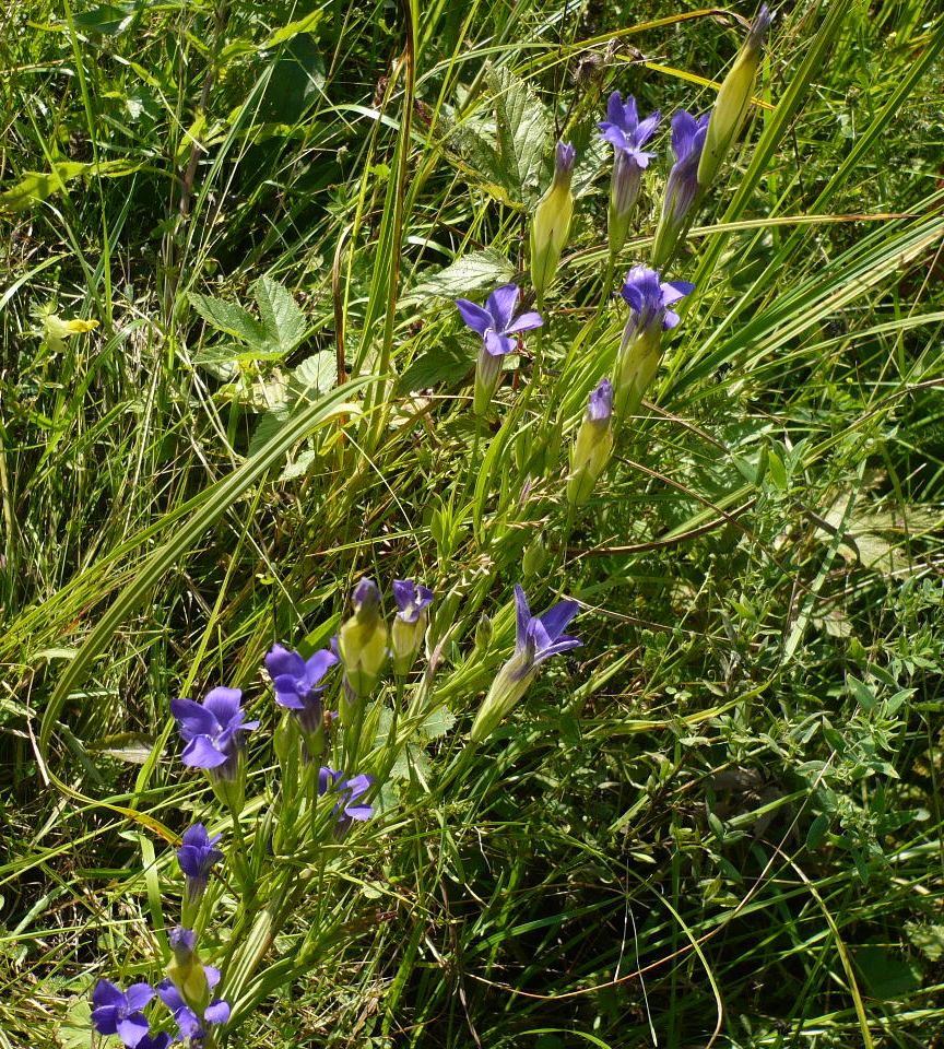 Изображение особи Gentianopsis barbata.