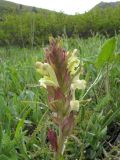 Pedicularis songarica