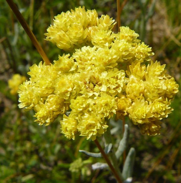 Изображение особи Helichrysum arenarium.