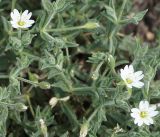 Stellaria dichotoma