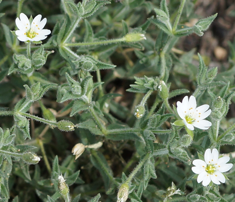 Image of Stellaria dichotoma specimen.