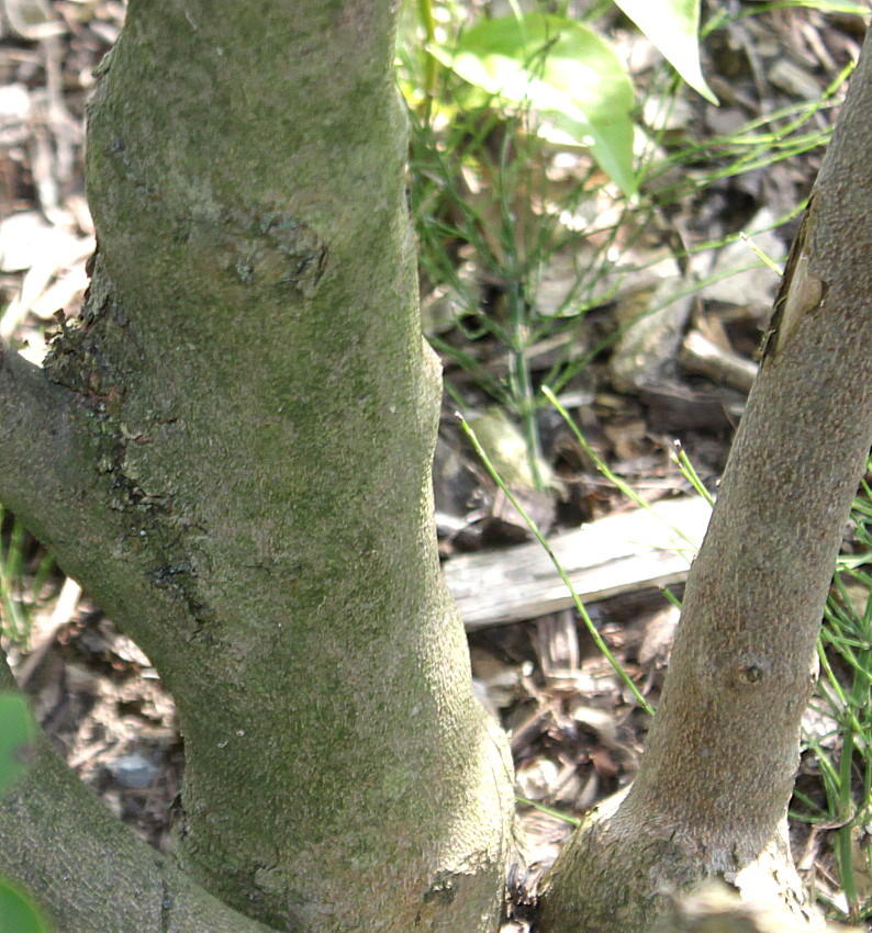 Image of Enkianthus campanulatus specimen.