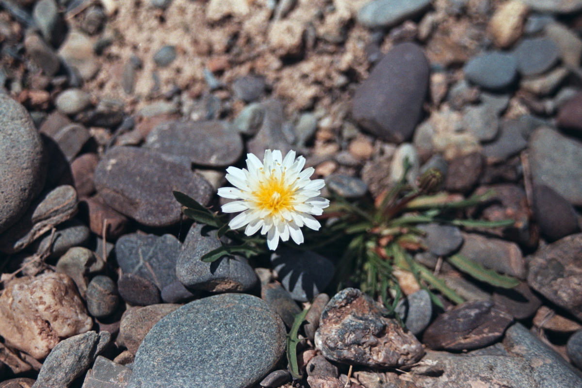 Изображение особи Taraxacum leucanthum.