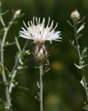 genus Centaurea