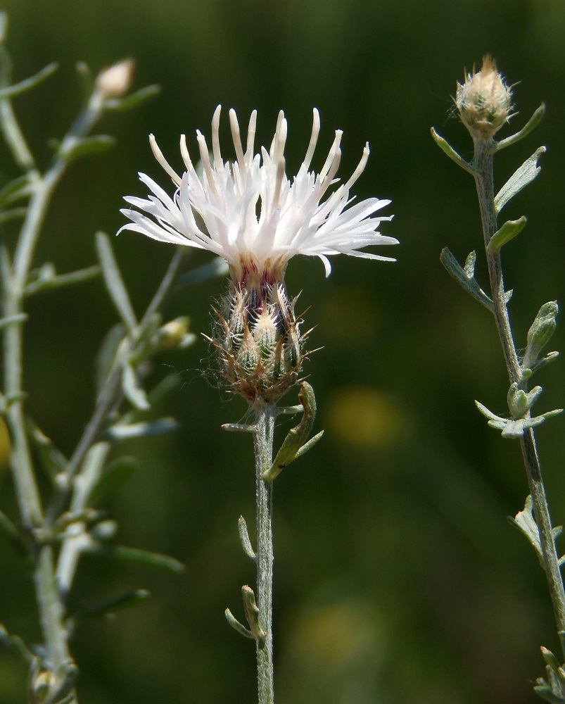 Изображение особи род Centaurea.