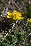 Eranthis longistipitata. Цветущее растение. Южный Казахстан, горы Алатау, склоны вершины 1734, ~1500 м н.у.м. 16.04.2014.