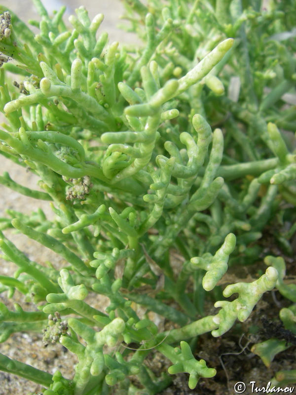 Image of Cakile euxina specimen.