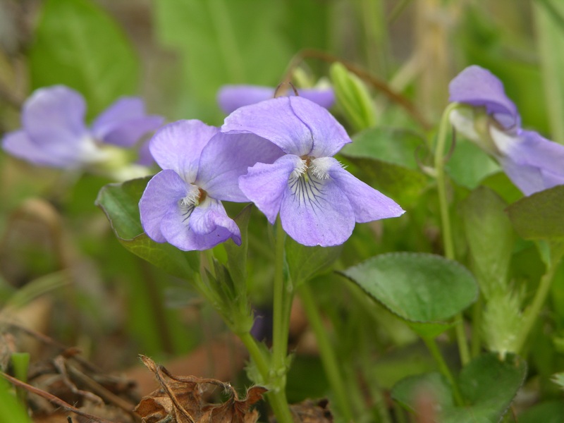 Image of Viola sacchalinensis specimen.