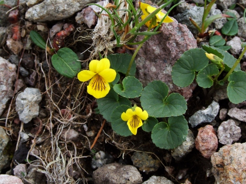 Изображение особи Viola avatschensis.