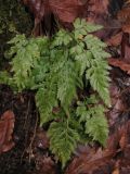 Asplenium adiantum-nigrum