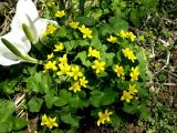 Caltha sibirica