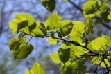 Tilia mandshurica