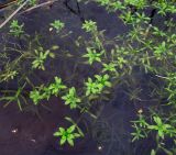Callitriche palustris