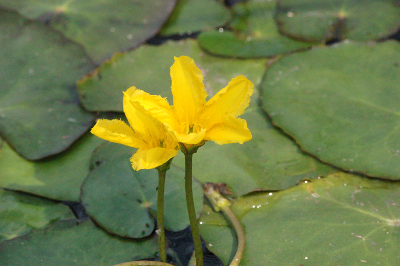 Image of Nymphoides peltata specimen.